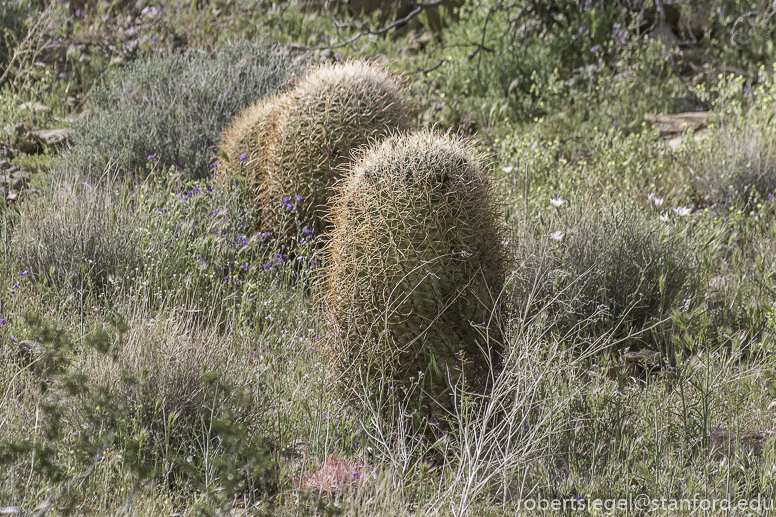 Anza Borrego